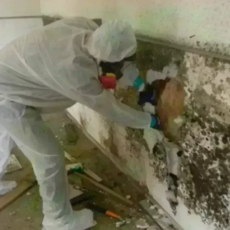 Mold Remediation and Removal in Toa Baja, PR